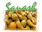 Summer squash